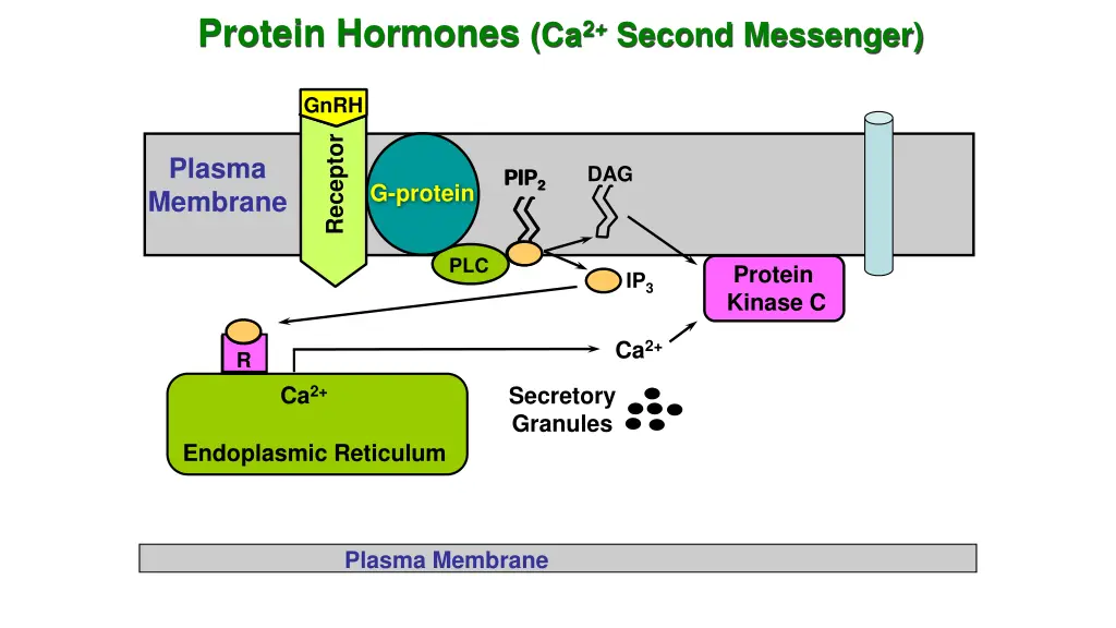 protein hormones ca 2 second messenger 1