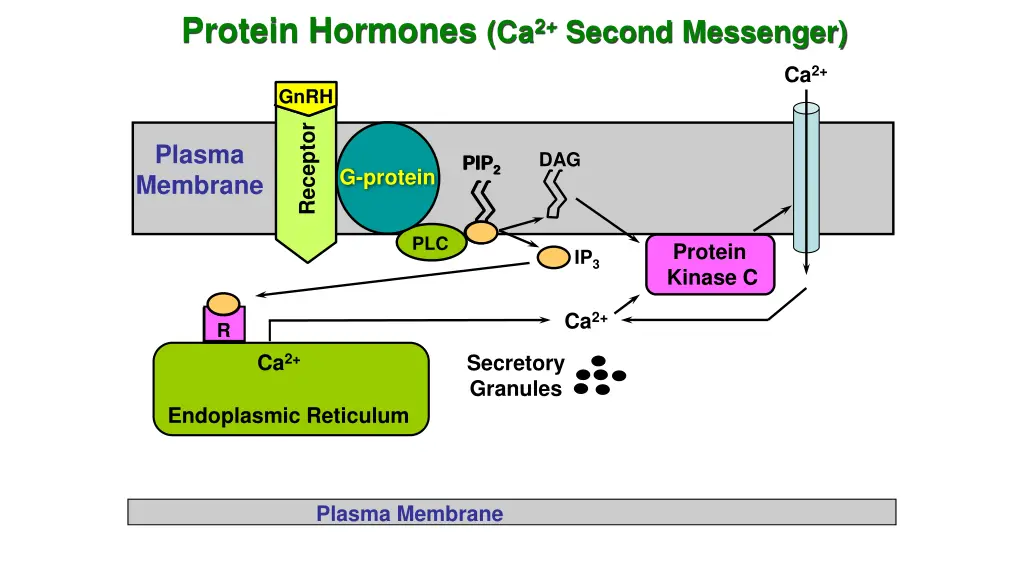 protein hormones ca 2 second messenger 2