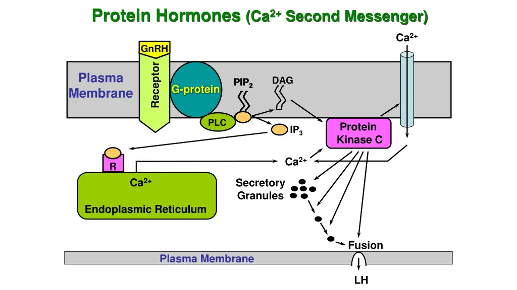protein hormones ca 2 second messenger 3