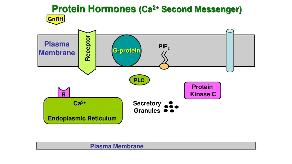 protein hormones ca 2 second messenger gnrh