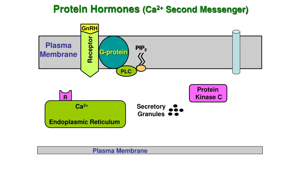 protein hormones ca 2 second messenger