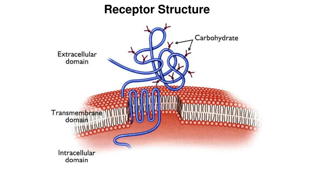 receptor structure