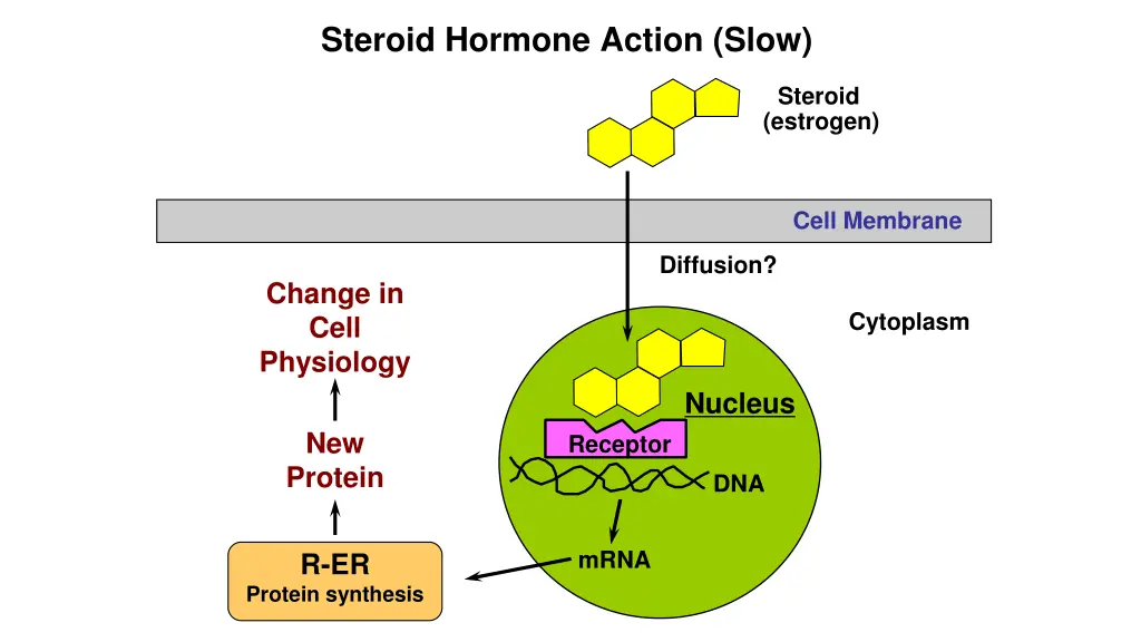 steroid hormone action slow