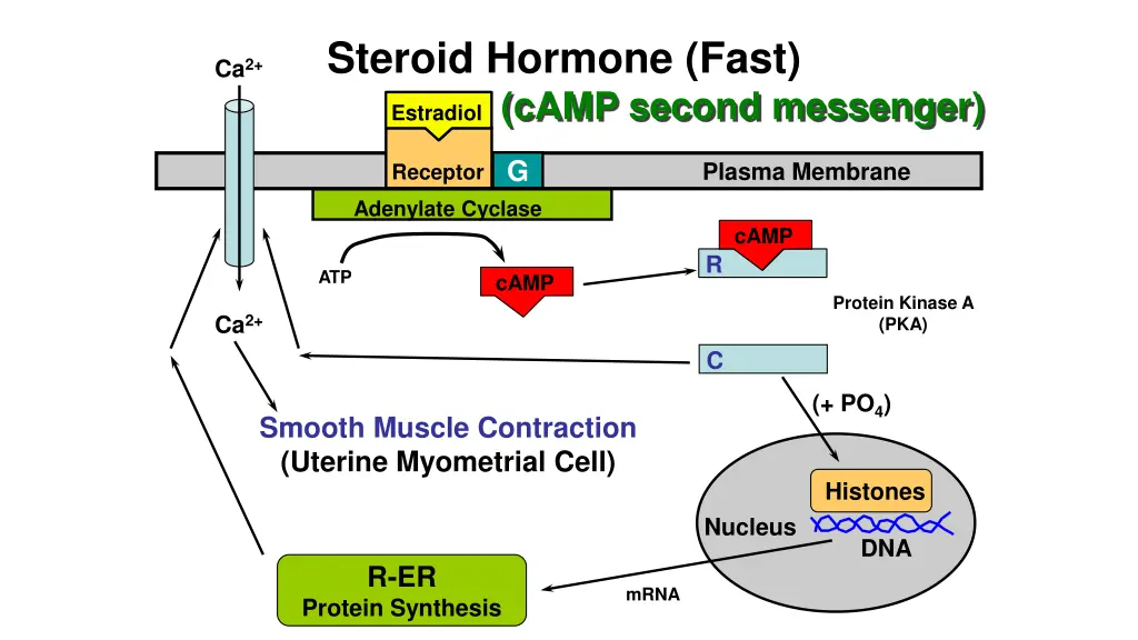 steroid hormone fast camp second messenger