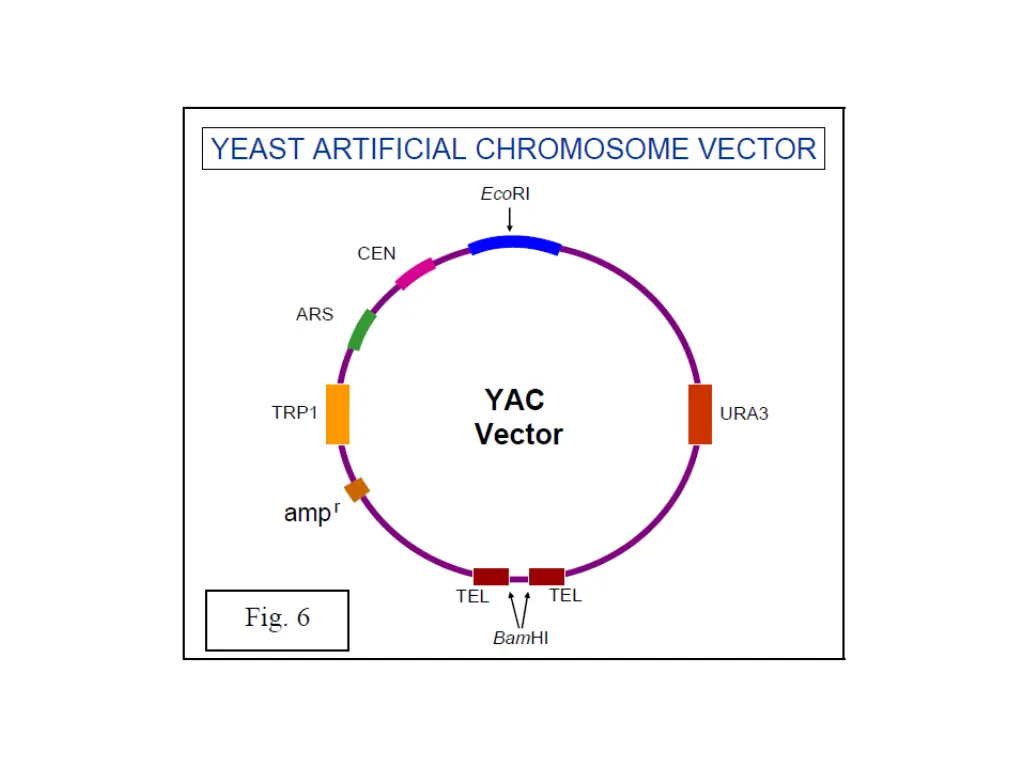 slide11