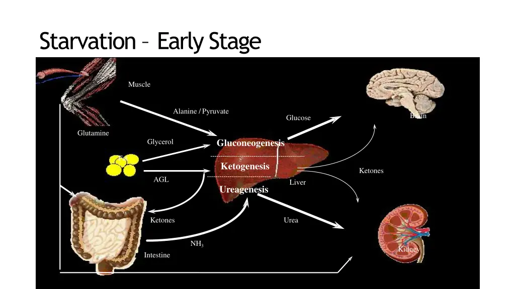 starvation early stage
