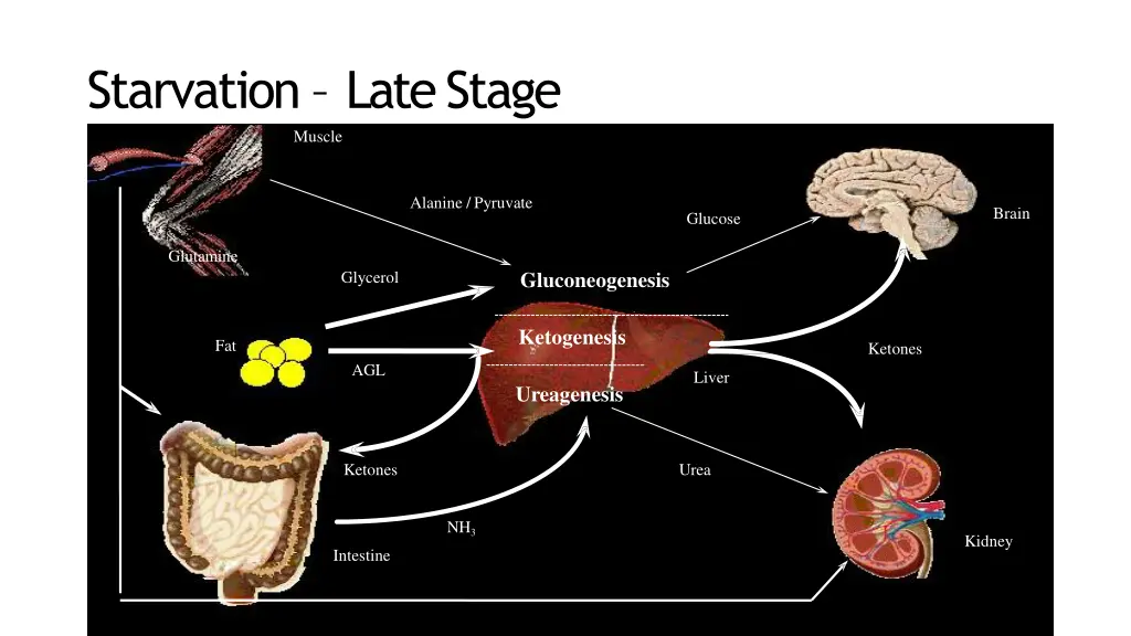 starvation late stage muscle