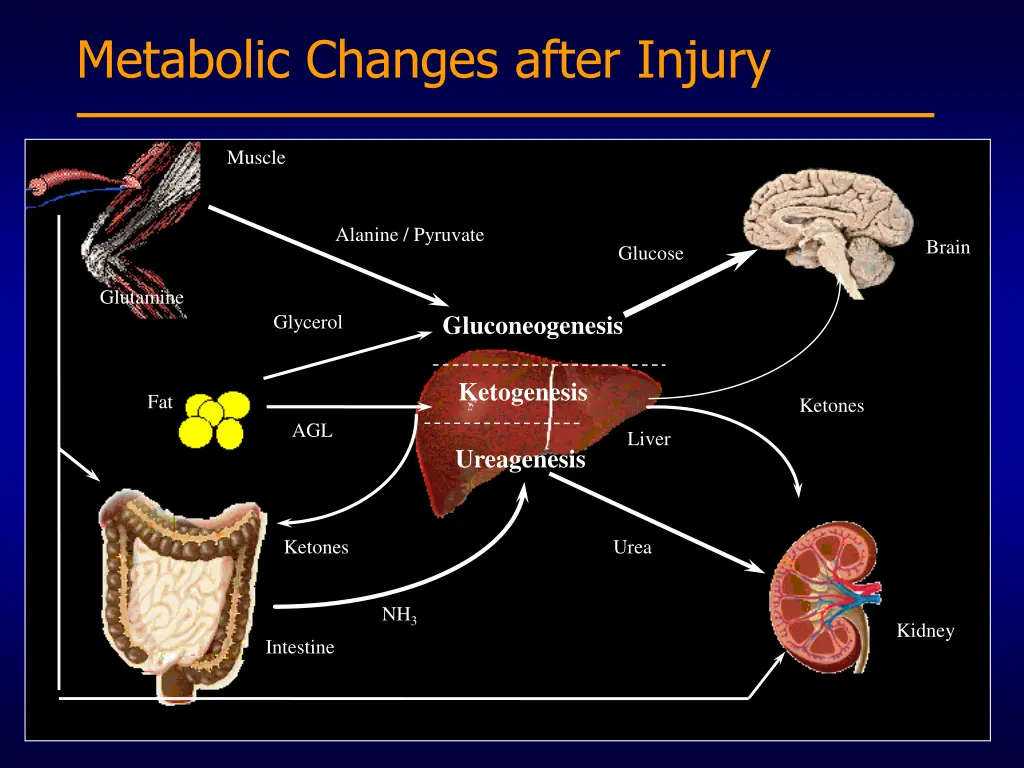 metabolic changes after injury