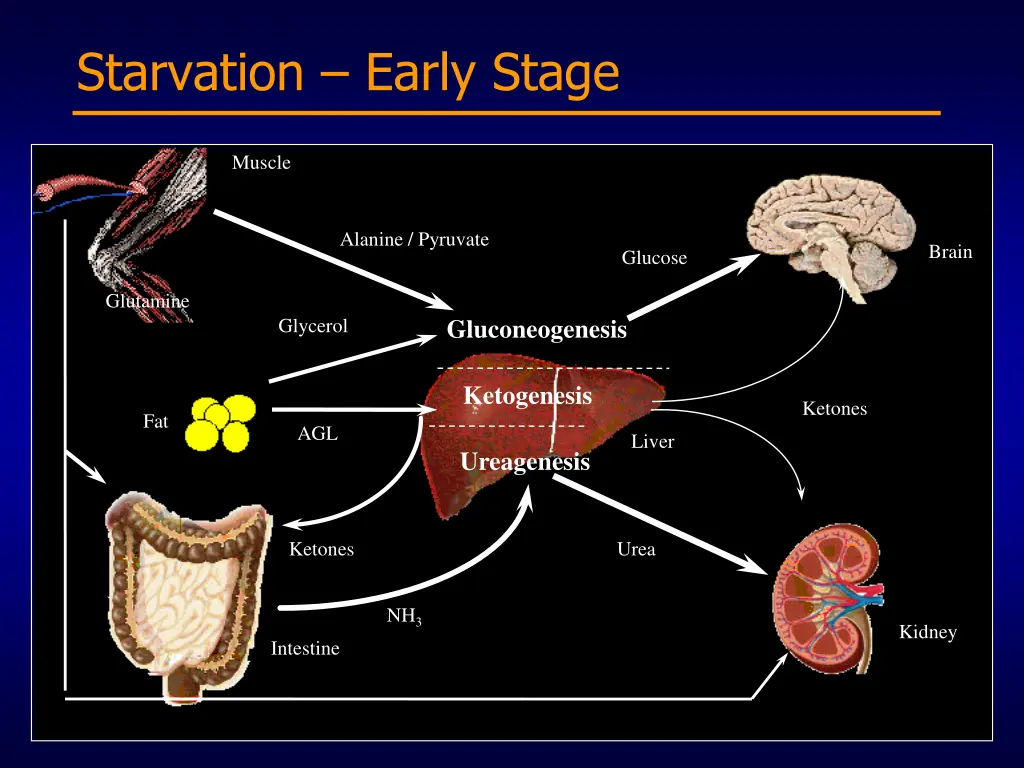 starvation early stage