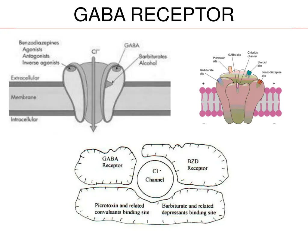 gaba receptor