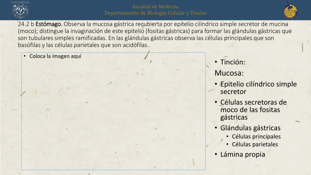 24 2 b est mago est mago observa la mucosa