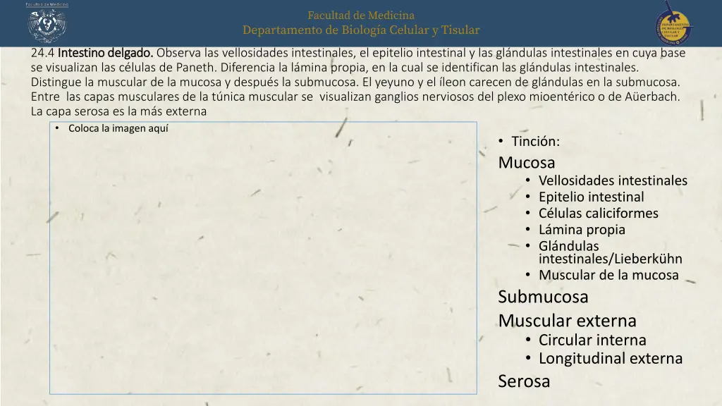 24 4 intestino delgado intestino delgado observa
