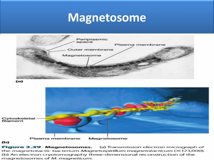 magnetosome