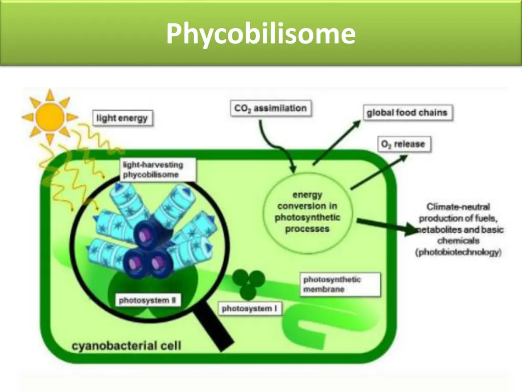 phycobilisome