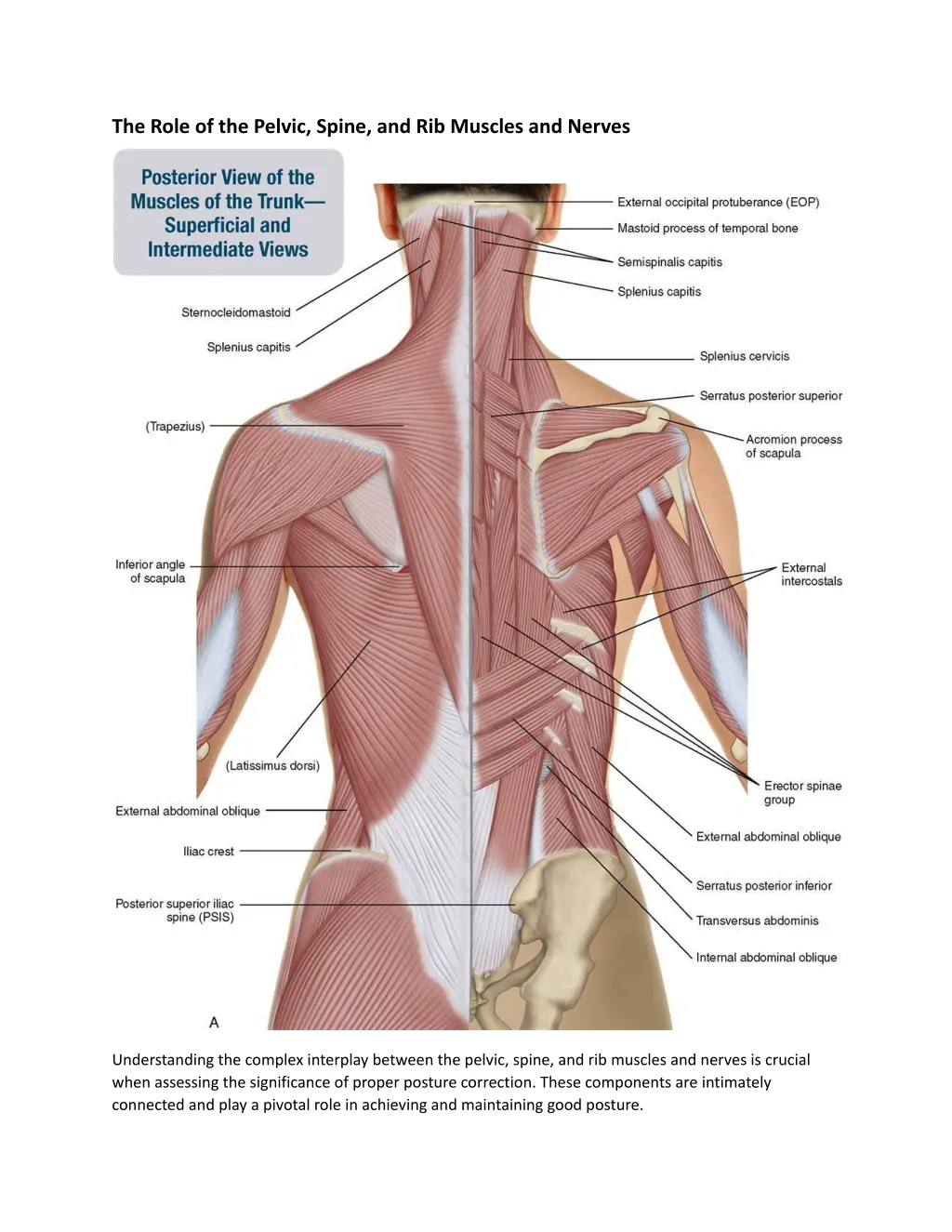 the role of the pelvic spine and rib muscles
