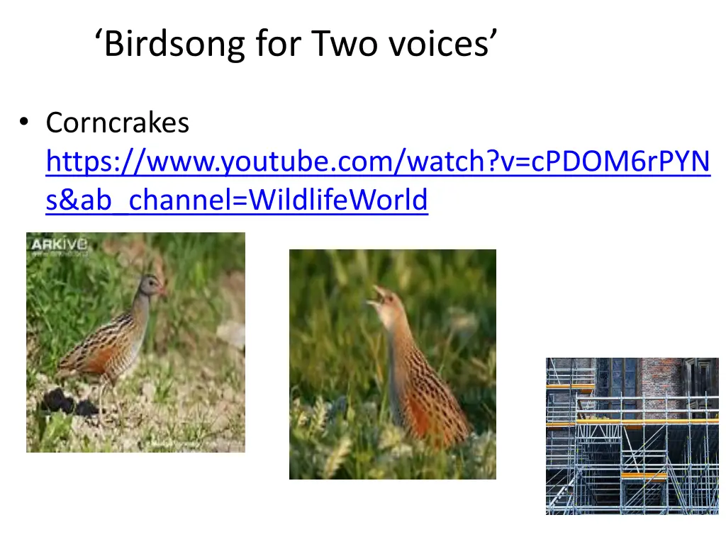 birdsong for two voices