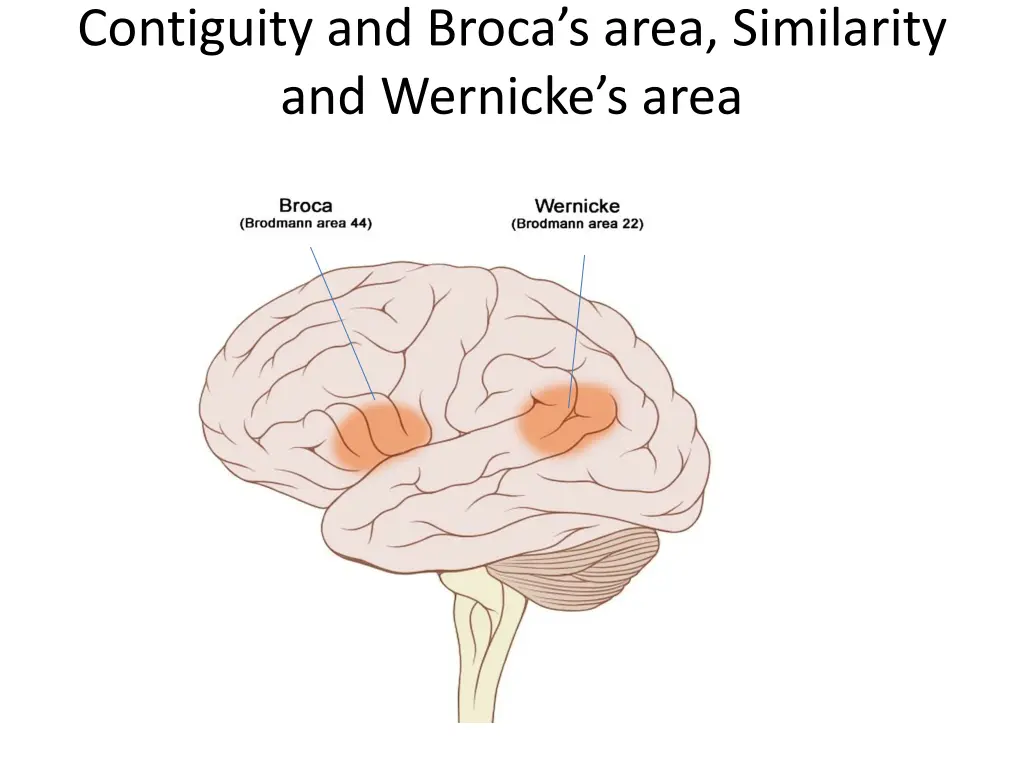 contiguity and broca s area similarity