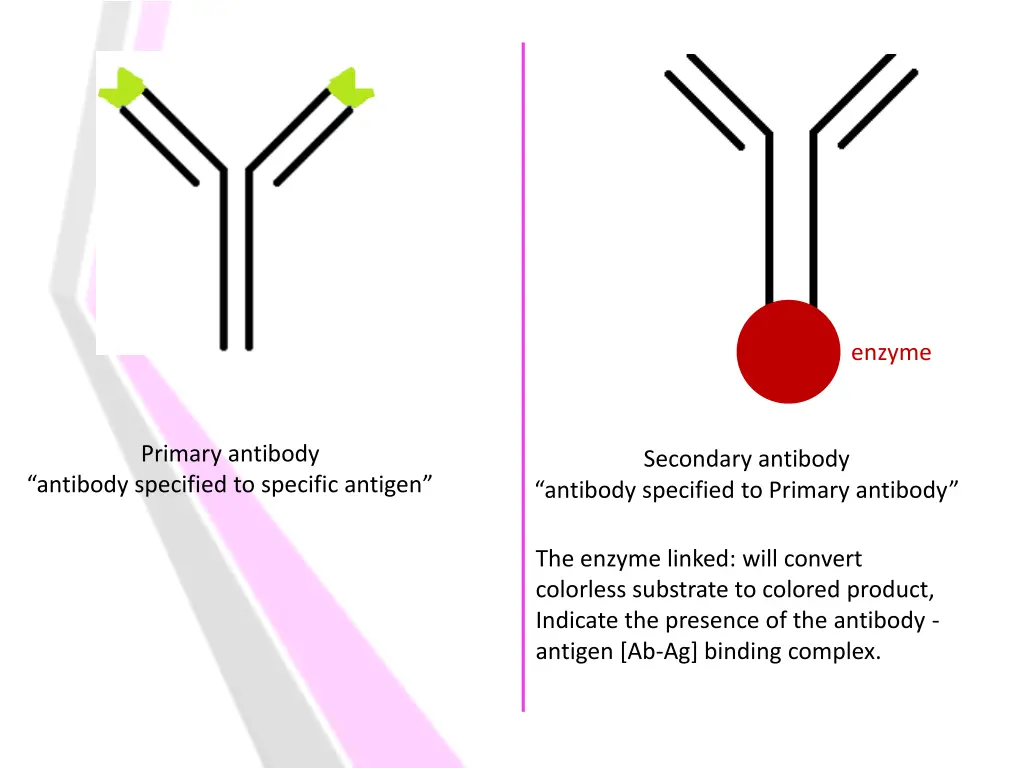 enzyme