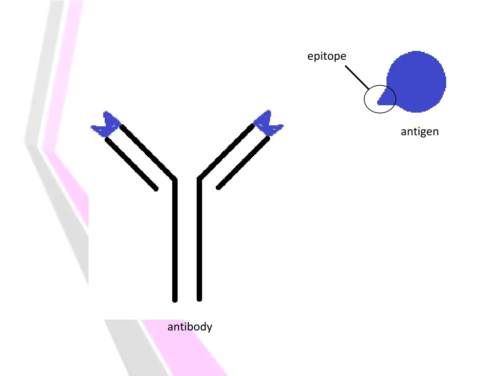 epitope