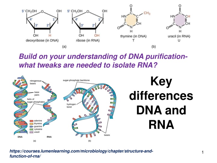 build on your understanding of dna purification