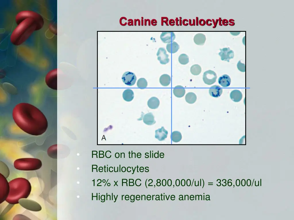 canine reticulocytes 2