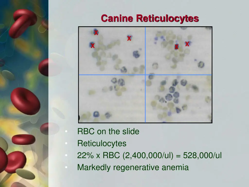canine reticulocytes