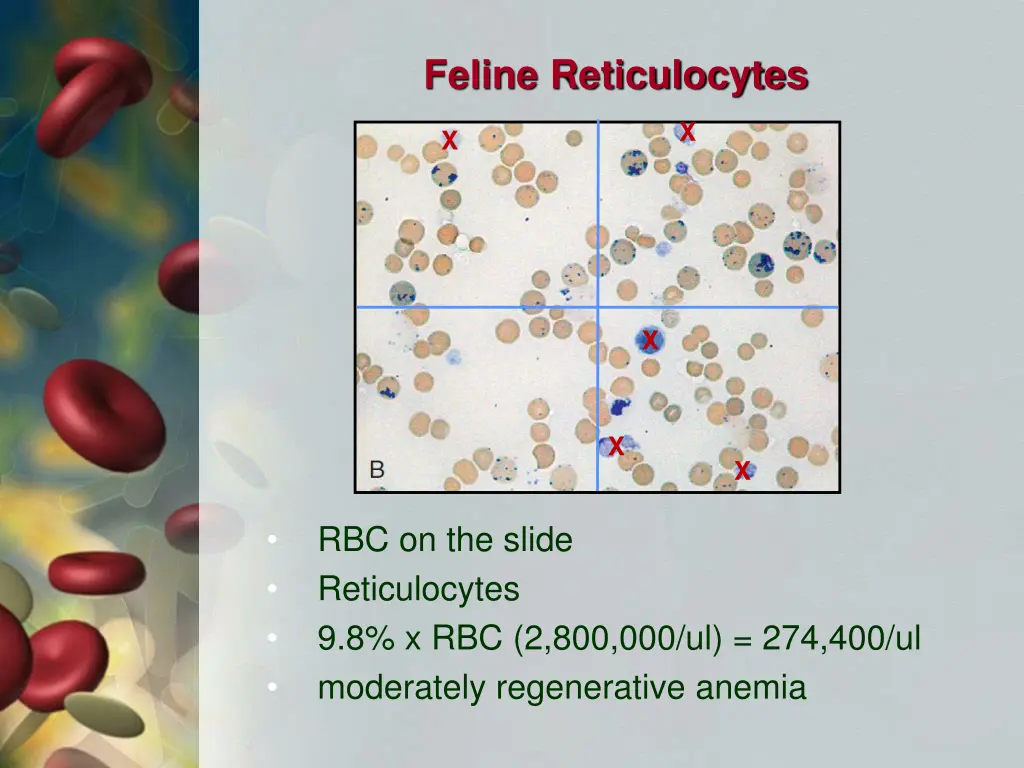 feline reticulocytes 1