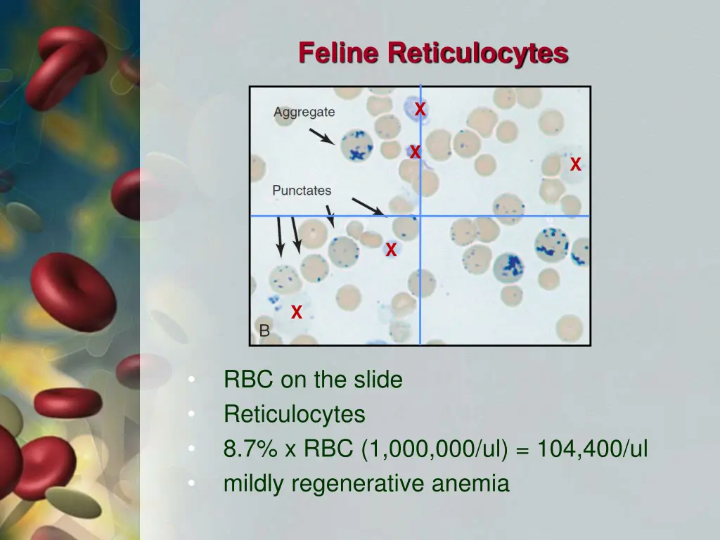 feline reticulocytes 2