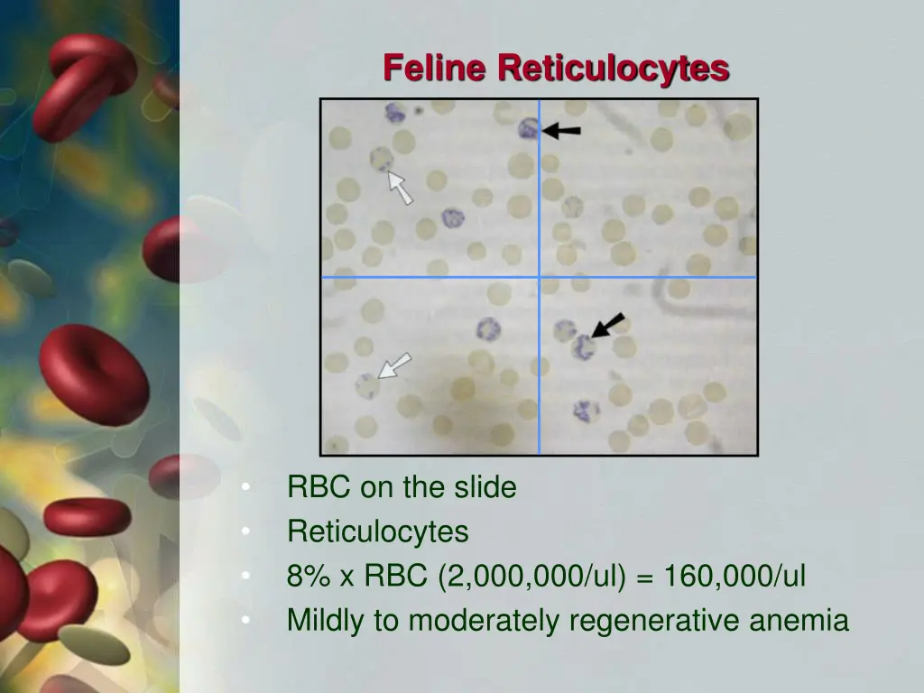 feline reticulocytes