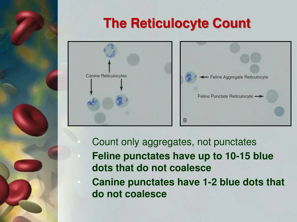 the reticulocyte count 1