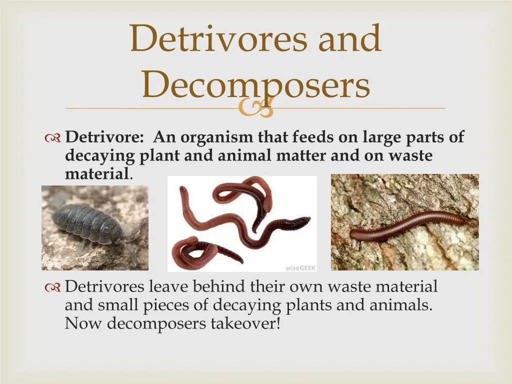 detrivores and decomposers 1