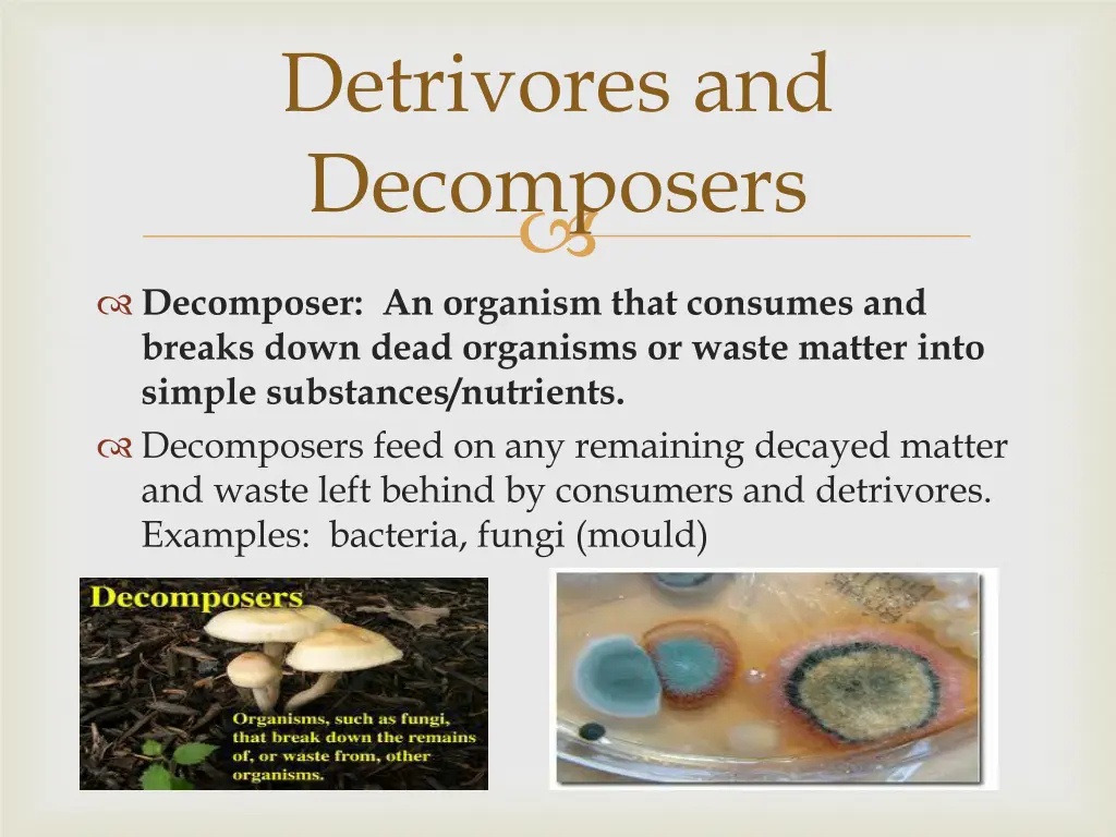 detrivores and decomposers 2