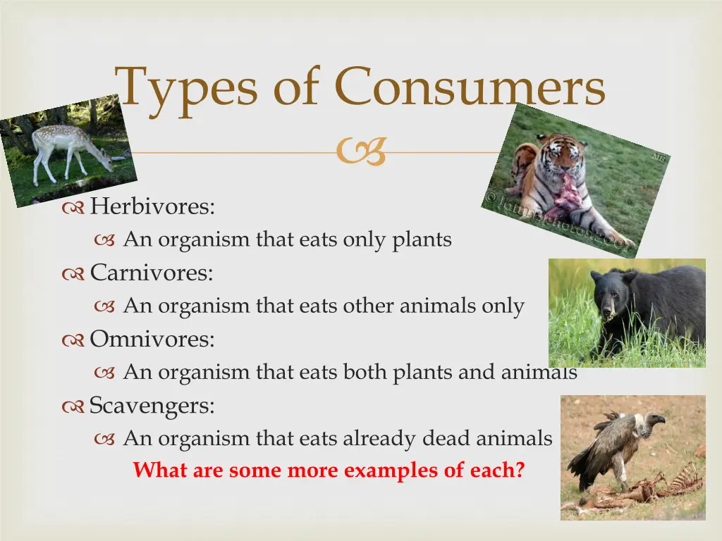 types of consumers