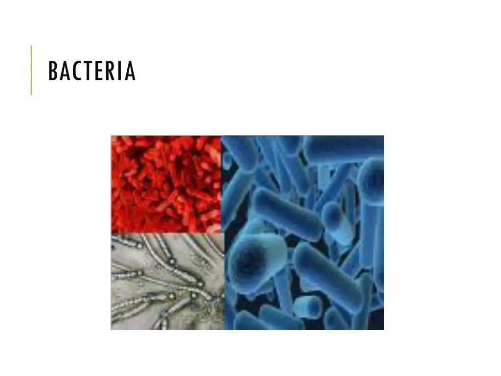 bacteria 1