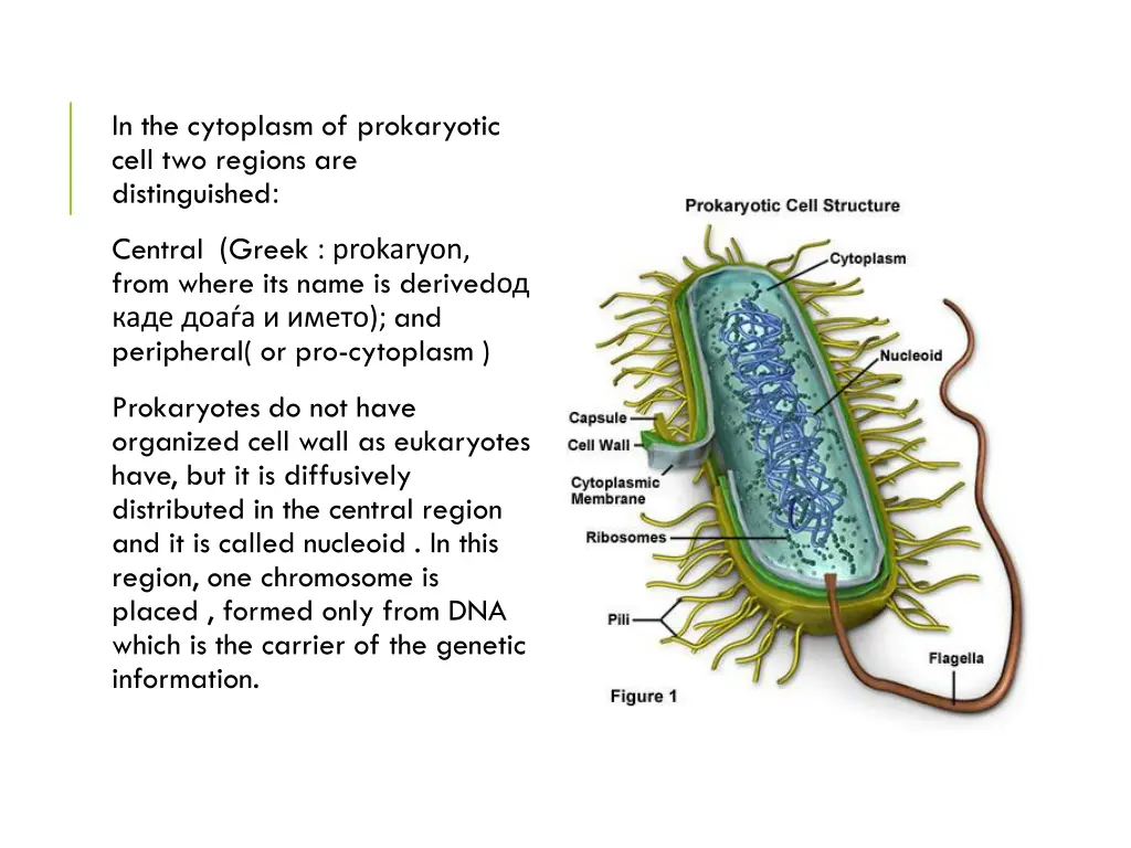 in the cytoplasm of prokaryotic cell two regions