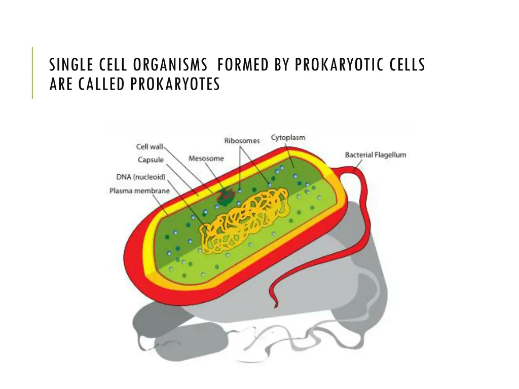 single cell organisms formed by prokaryotic cells