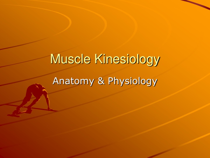 muscle kinesiology