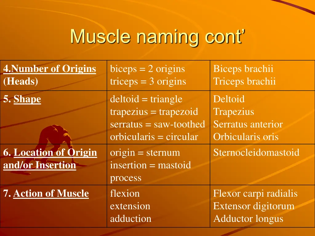 muscle naming cont