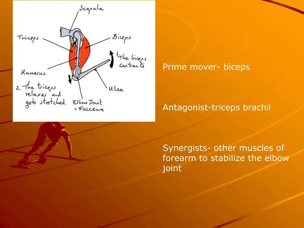prime mover biceps