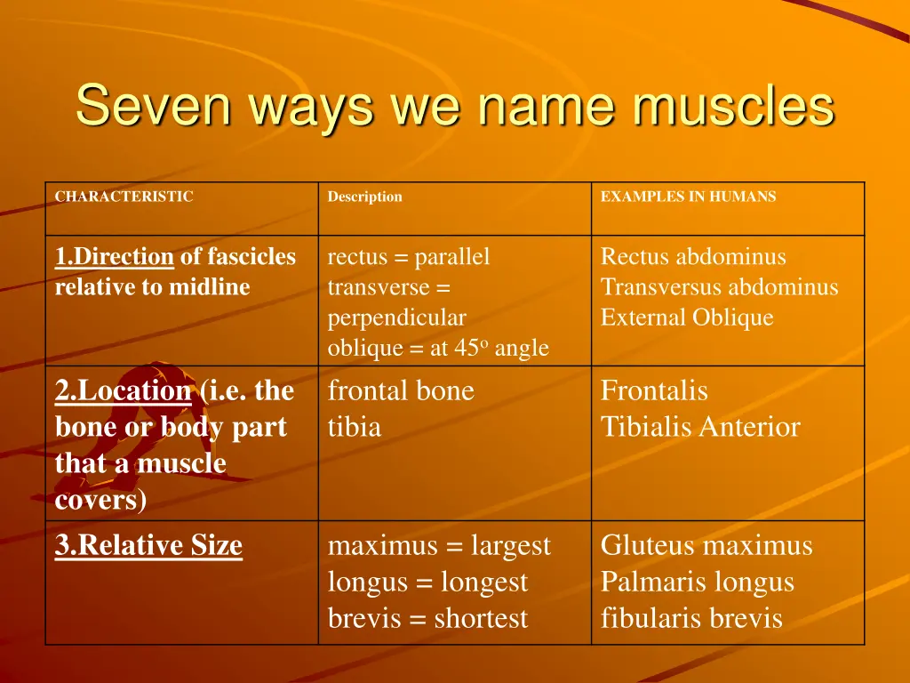 seven ways we name muscles