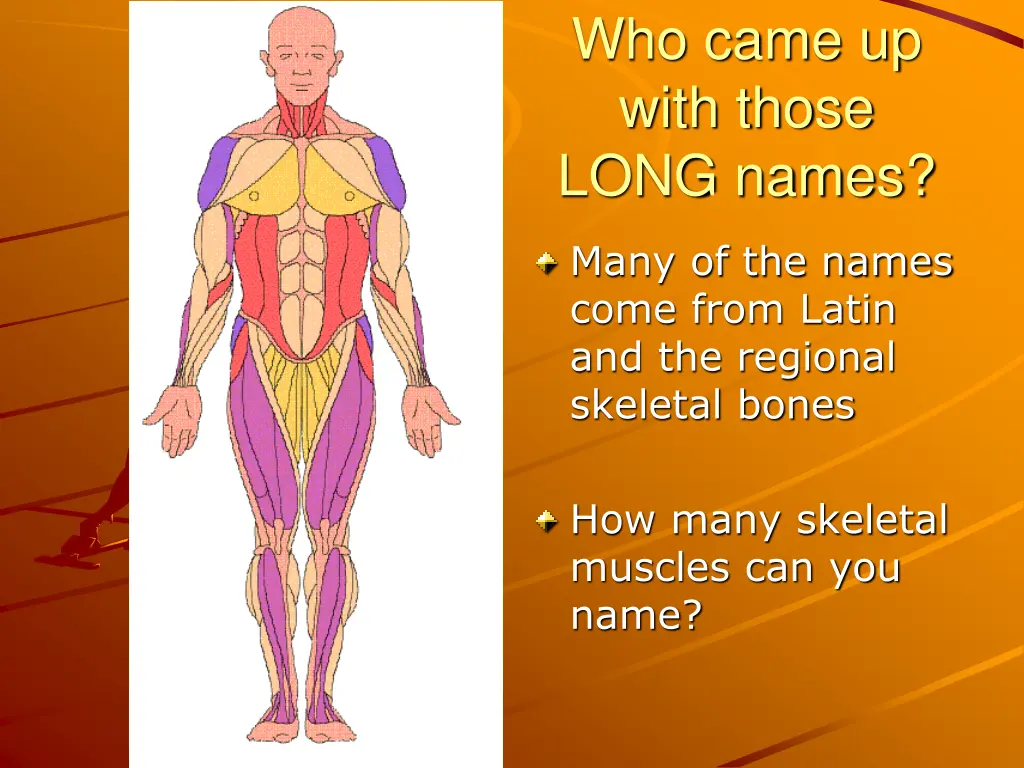 who came up with those long names