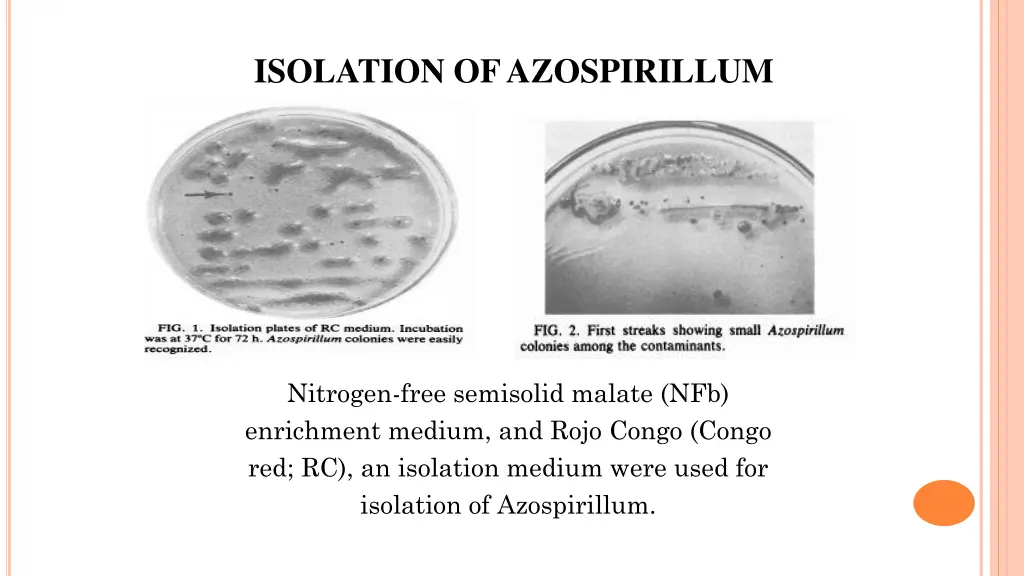 isolation of azospirillum