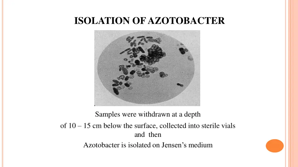 isolation of azotobacter