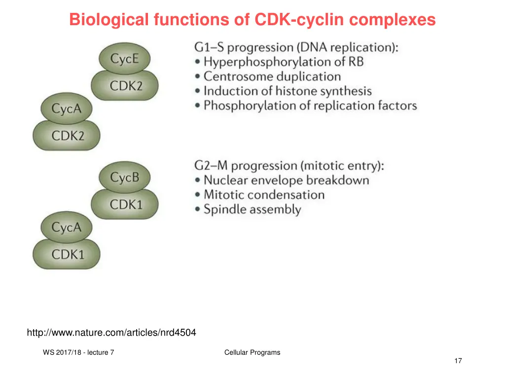 biological functions of cdk cyclin complexes