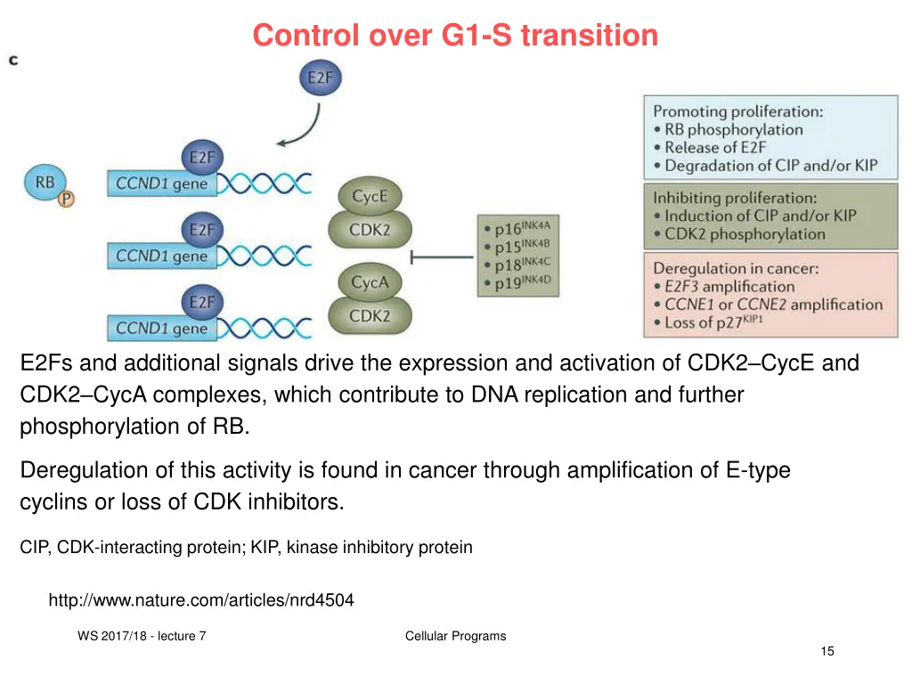 control over g1 s transition 1
