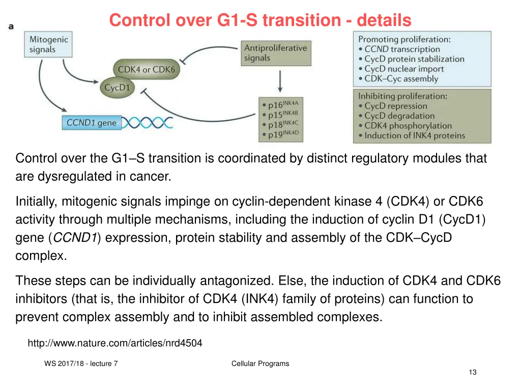 control over g1 s transition details