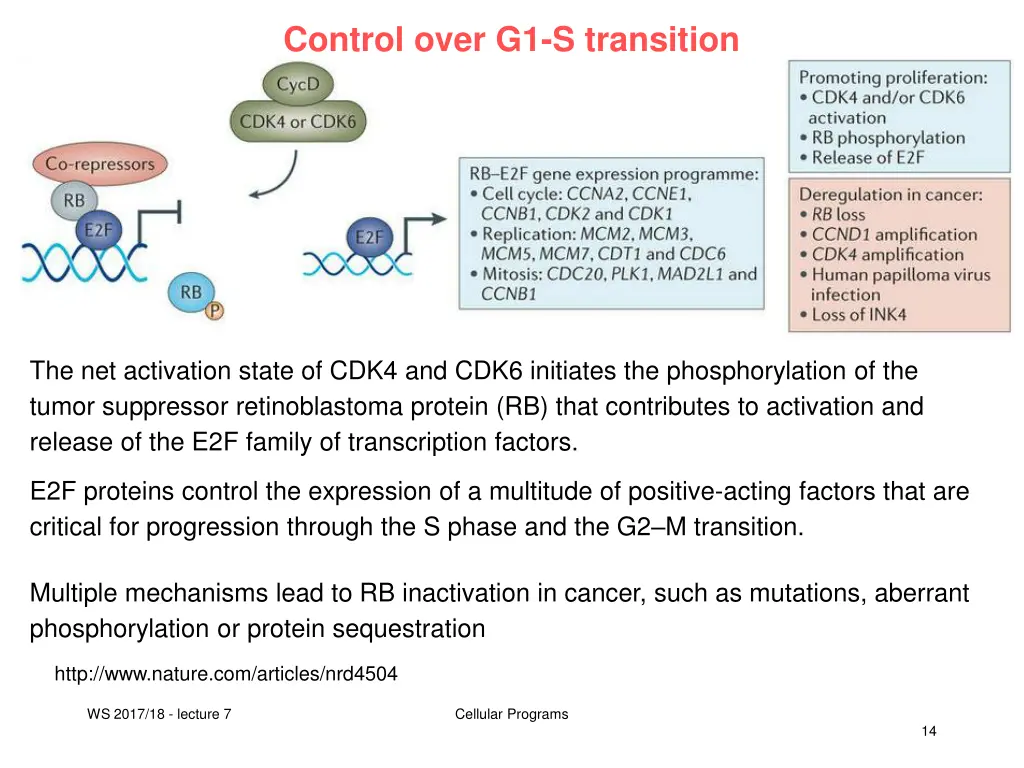 control over g1 s transition