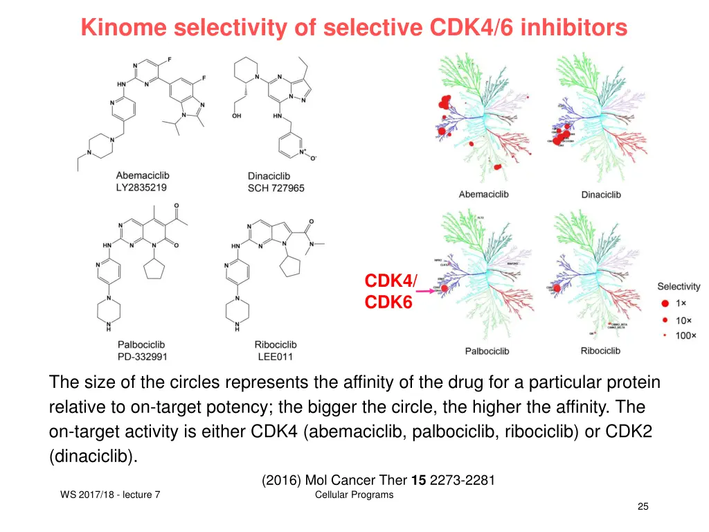kinome selectivity of selective cdk4 6 inhibitors