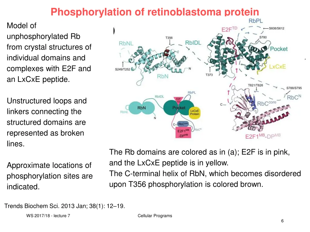 phosphorylation of retinoblastoma protein 1