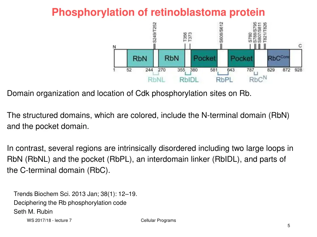 phosphorylation of retinoblastoma protein